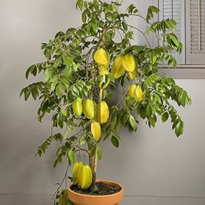 Starfruit