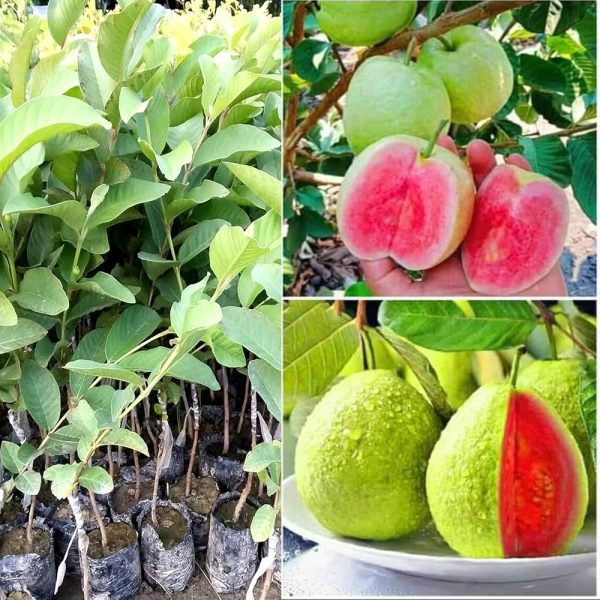 Guava Tree - Image 2