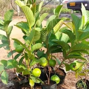 Guava Tree