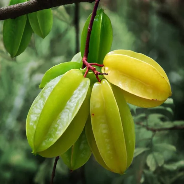 Starfruit - Image 2