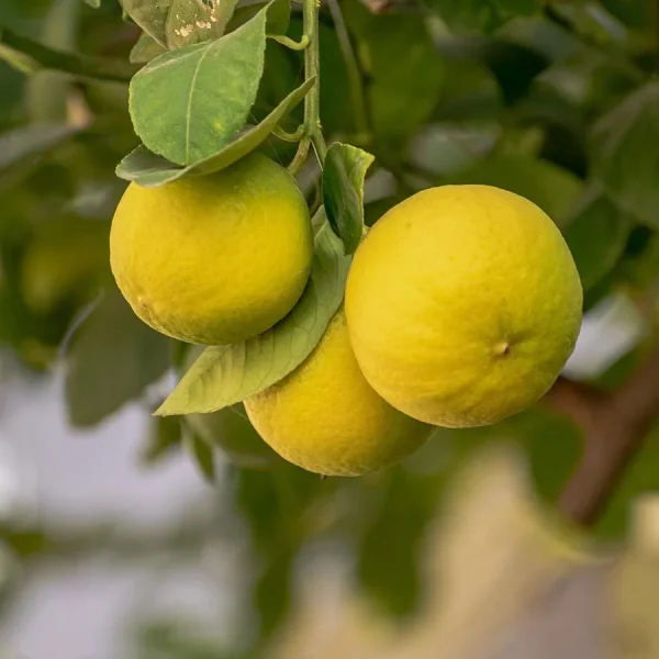 Lemon - Image 2