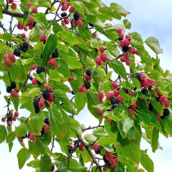 Malberry
