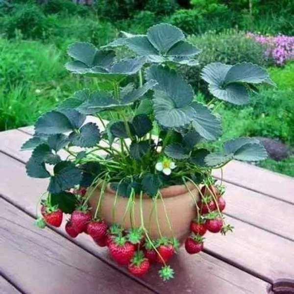 Strawberry