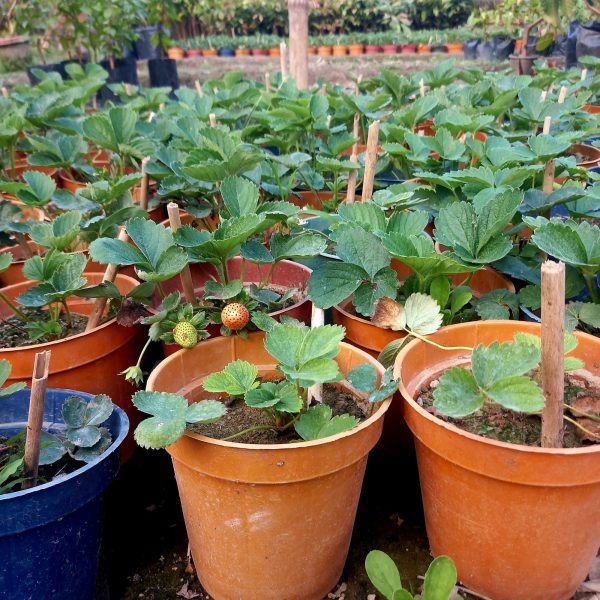 Strawberry - Image 2